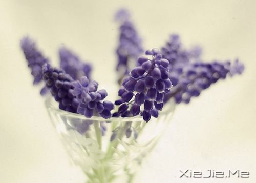 早安心语：没有什么难过能与众不同 (9)