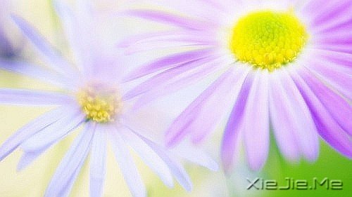 晚安心语：单纯不是什么态度，而是一种满足感 (1)